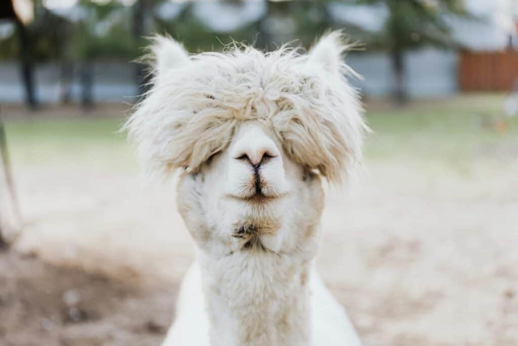 Photograph of a White Alpaca